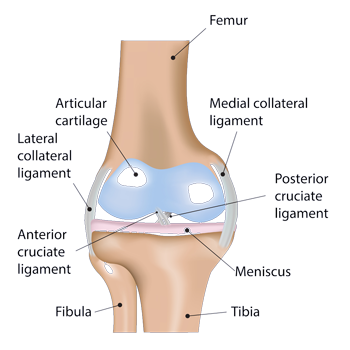Knee-Anatomy