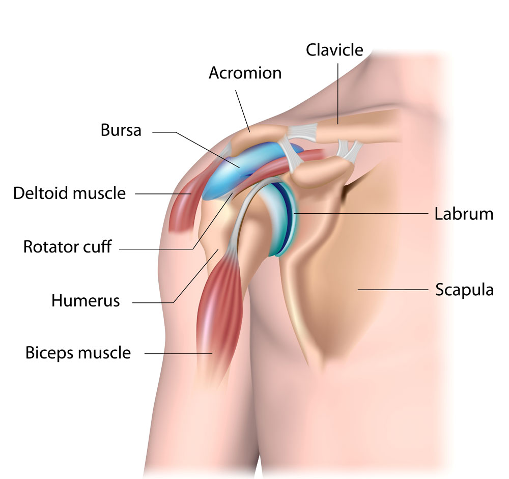 Shoulder Anatomy | Shoulder Injury | Van Nuys, Thousand Oaks, Los Angeles, CA